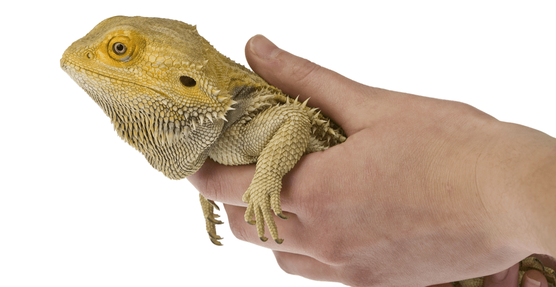 Introduction to Reptile Care Certification - Newlink Online Courses
